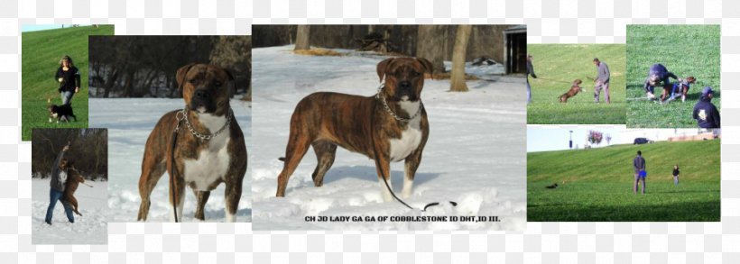 Stallion Dog Mustang Mare Foal, PNG, 962x344px, Stallion, Breed, Bridle, Collage, Dog Download Free