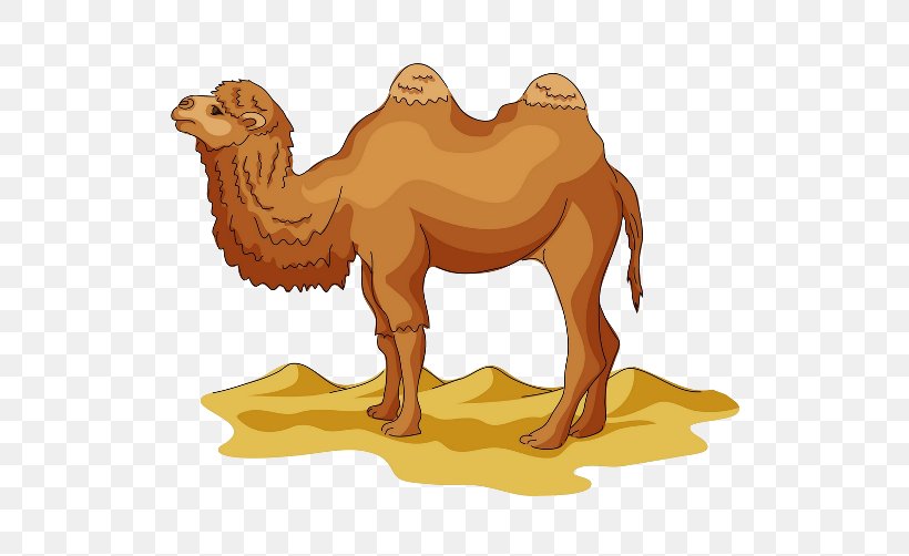 Wild Bactrian Camel Drawing Cartoon Clip Art, PNG, 600x502px, Bactrian Camel, Arabian Camel, Camel, Camel Like Mammal, Carnivoran Download Free