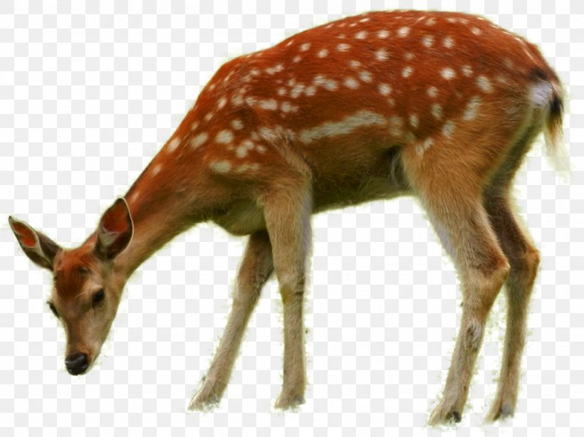 Bambi Thumper Deer Faline, PNG, 1024x767px, Bambi, Animation, Antelope, Antler, Bambi Award Download Free