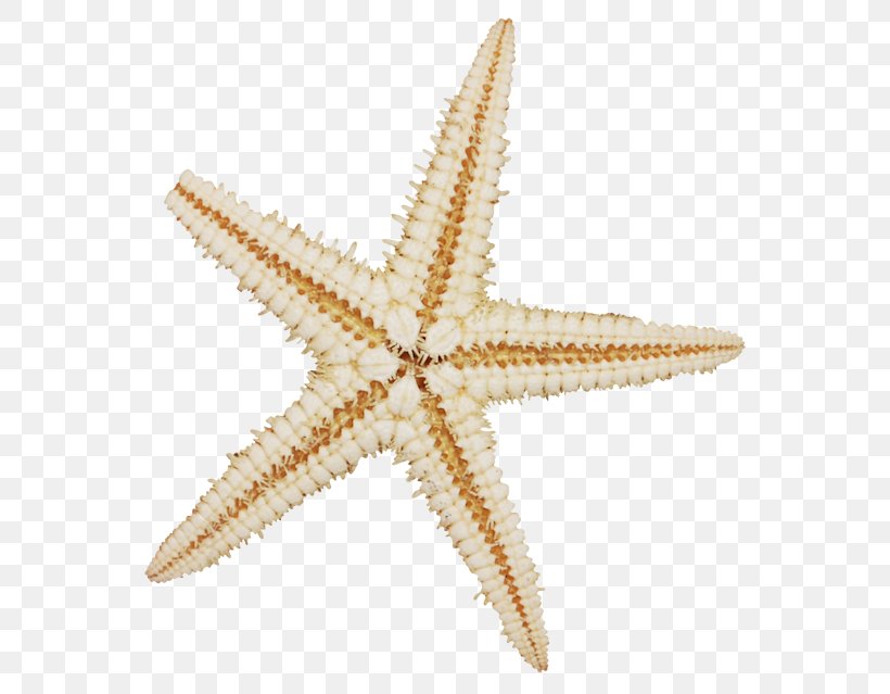 Cartoon Star, PNG, 600x639px, Starfish, Mollusc Shell, Mussel, Painting, Picture Frames Download Free