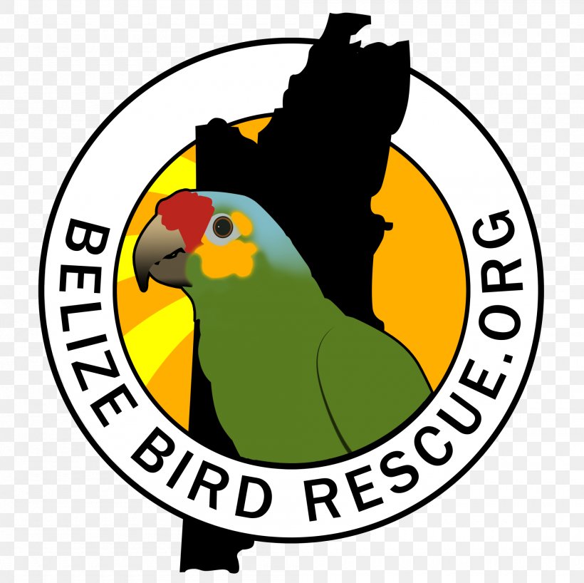 Clip Art Beak Logo Yellow Fauna, PNG, 2000x1996px, Beak, Bird, Fauna, Logo, Parrot Download Free