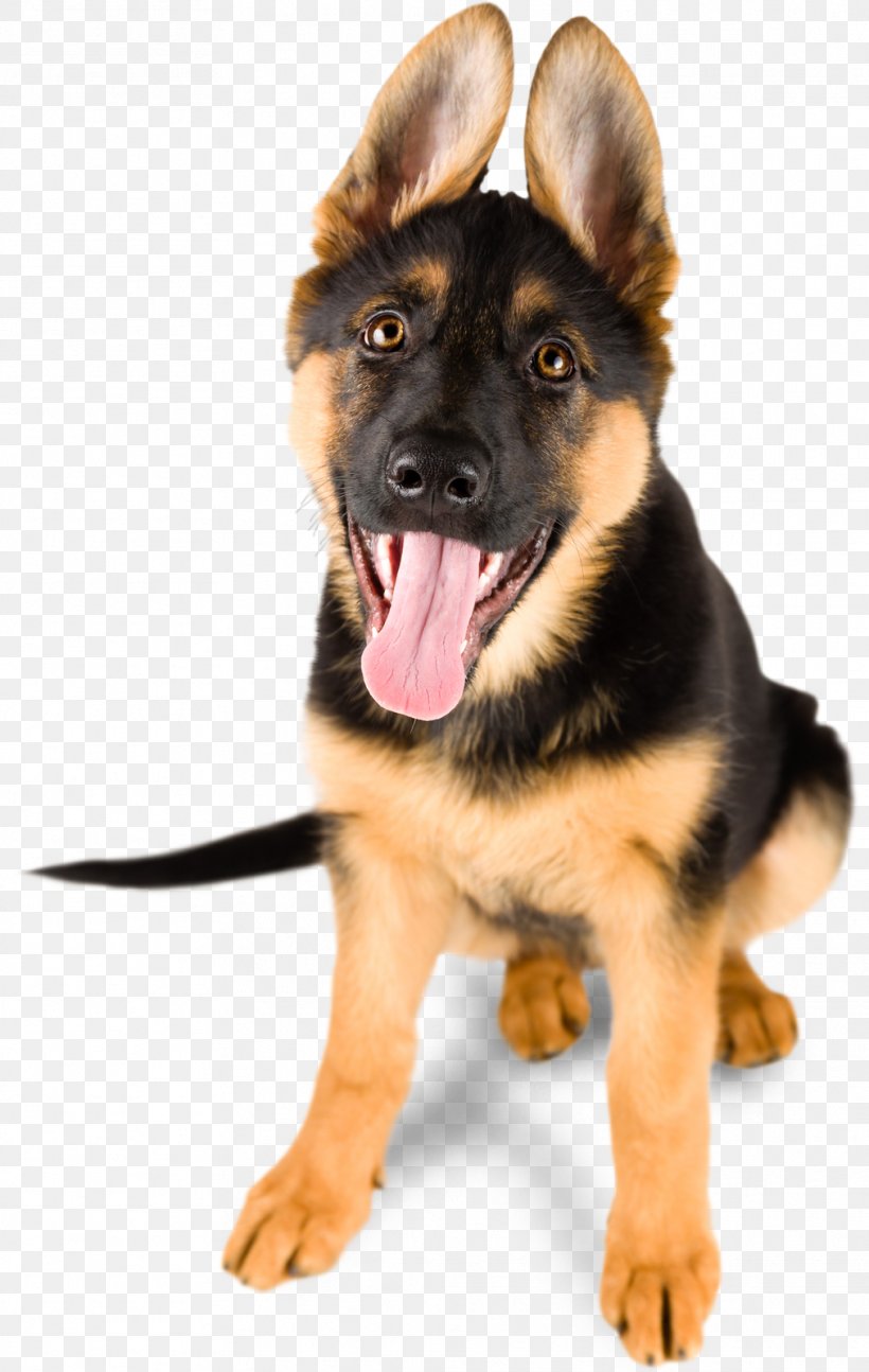 German Shepherd Puppy Stock Photography Royalty-free Cuteness, PNG, 1012x1598px, German Shepherd, Breed, Carnivoran, Companion Dog, Cuteness Download Free