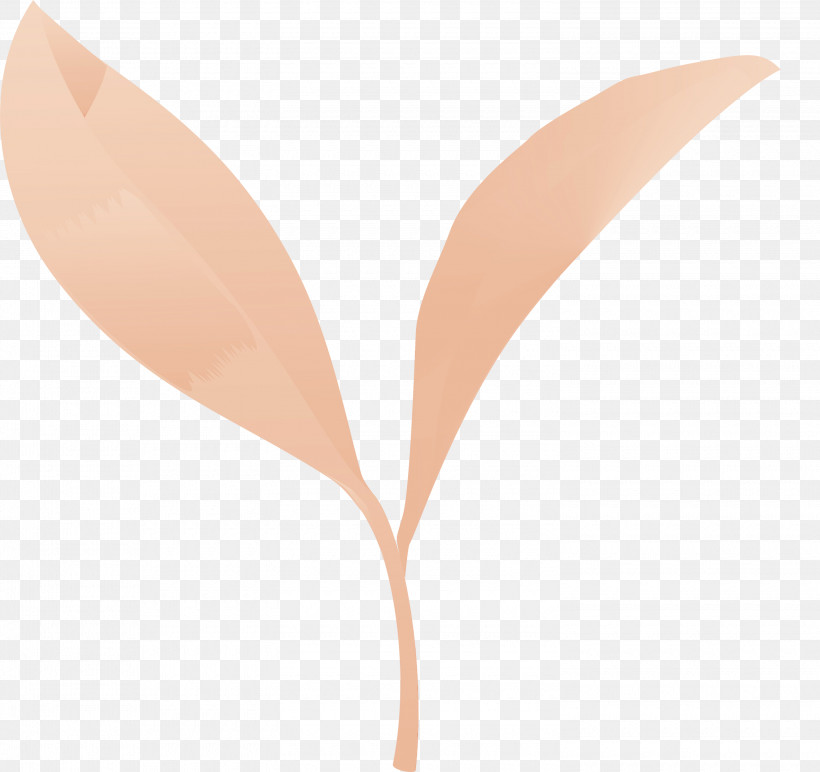 Leaf Plant Flower Peach Anthurium, PNG, 3000x2825px, Tea Leaves, Anthurium, Flower, Leaf, Paint Download Free