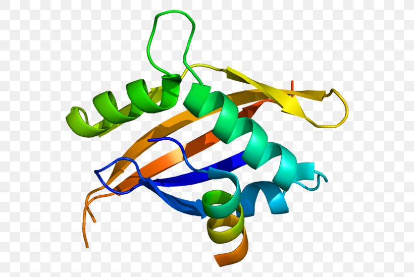 Nuclear Receptor Coactivator 1 Thyroid Hormone Receptor, PNG, 600x549px, Coactivator, Corepressor, Fashion Accessory, Histone, Histone Acetyltransferase Download Free