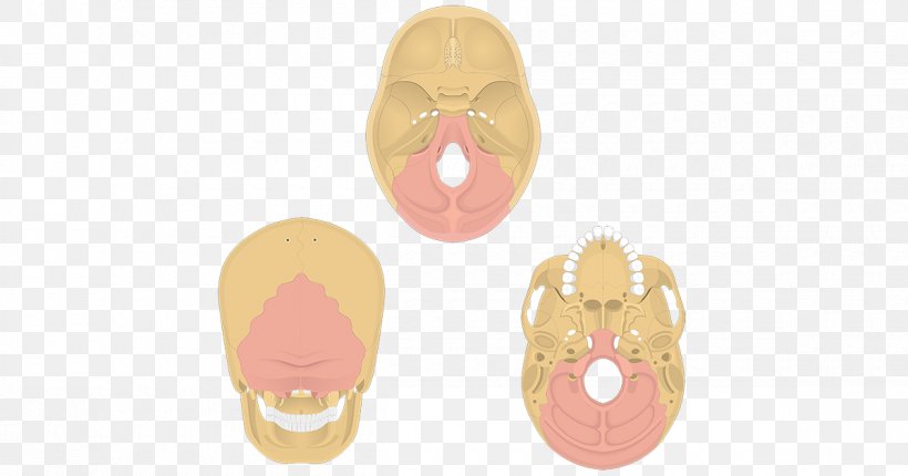 Skull Occipital Bone Anatomy Temporal Bone, PNG, 1200x630px, Skull, Anatomy, Axial Skeleton, Base Of Skull, Bone Download Free