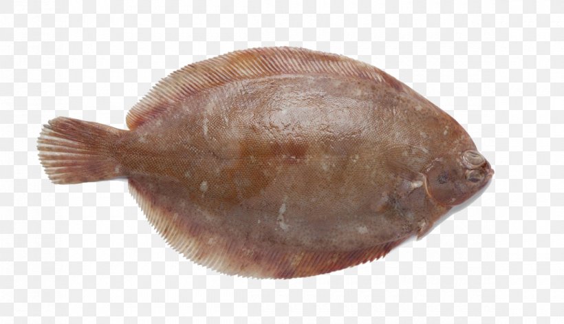 Lemon Sole Common Dab Fish Norway, PNG, 1160x667px, Lemon Sole, Animal Source Foods, Atlantic Cod, Bony Fish, Common Dab Download Free