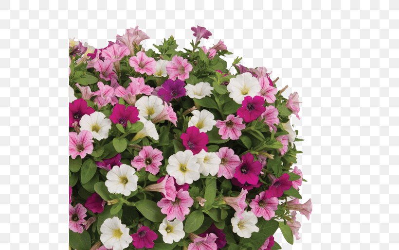 Petunia Calibrachoa Cotton Candy Garden Floriculture, PNG, 535x515px, Petunia, Annual Plant, Calibrachoa, Cotton Candy, Embryophyta Download Free