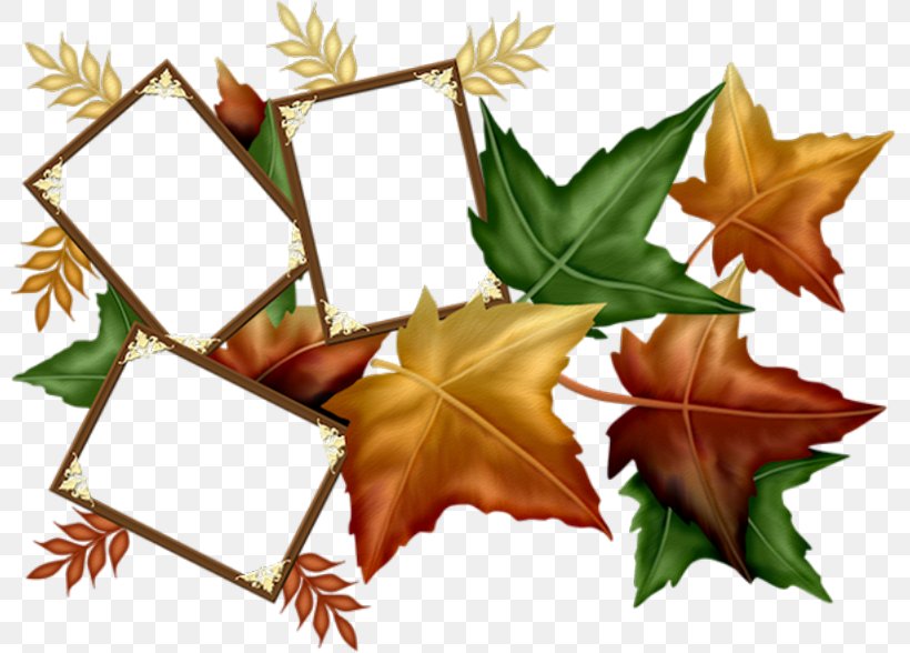 Picture Frames Maple Leaf Image, PNG, 800x588px, Picture Frames, Autumn, Black Maple, Decorative Arts, Green Download Free