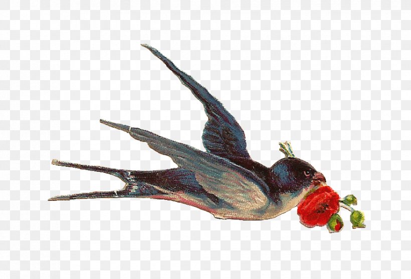 Bird Swallow Clip Art, PNG, 877x596px, Bird, Antique, Art, Beak, Bird Nest Download Free