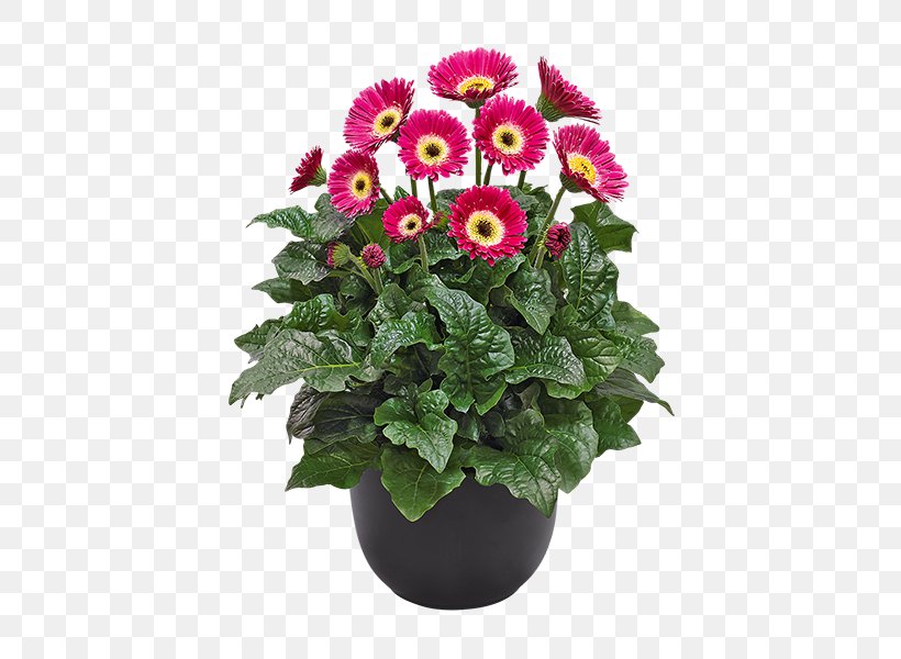 Flowerpot Plants Perennial Plant Garden Chrysanthemum, PNG, 600x600px, Flowerpot, Annual Plant, Barberton Daisy, Blanket Flowers, Blossom Download Free