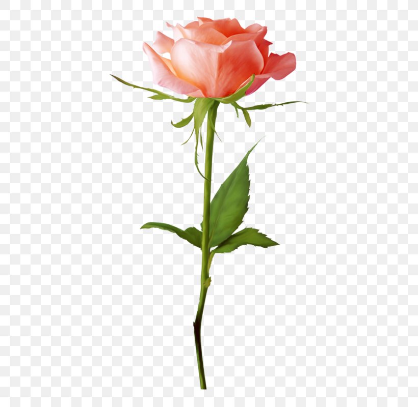 Rose Clip Art, PNG, 429x800px, Rose, Bud, Cut Flowers, Floribunda, Floristry Download Free