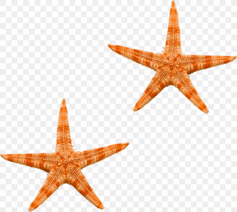 Starfish Ocean Sea, PNG, 1293x1162px, Starfish, Brittle Star, Echinoderm, Hotel, Invertebrate Download Free