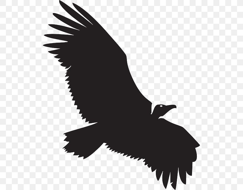 Turkey Vulture Beaky Buzzard Clip Art, PNG, 531x640px, Turkey Vulture, Accipitriformes, Bald Eagle, Beak, Beaky Buzzard Download Free