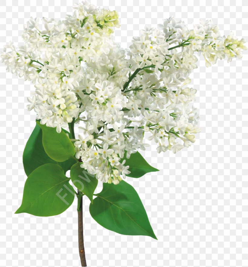 Common Lilac Floral Design Flower Clip Art, PNG, 1186x1280px, Common Lilac, Blossom, Blume, Branch, Cut Flowers Download Free