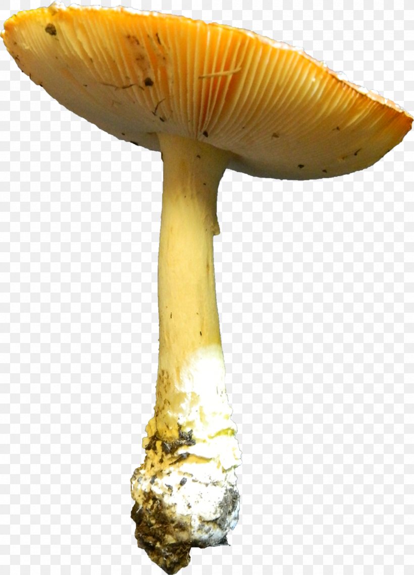 Edible Mushroom Photography DeviantArt Medicinal Fungi, PNG, 1000x1391px, Edible Mushroom, Agaricaceae, Autumn, Deviantart, Ingredient Download Free