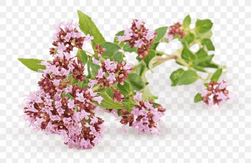 Herb Oregano Valerian Medicinal Plants, PNG, 1196x781px, Herb, Blossom, Branch, Common Sage, Essential Oil Download Free