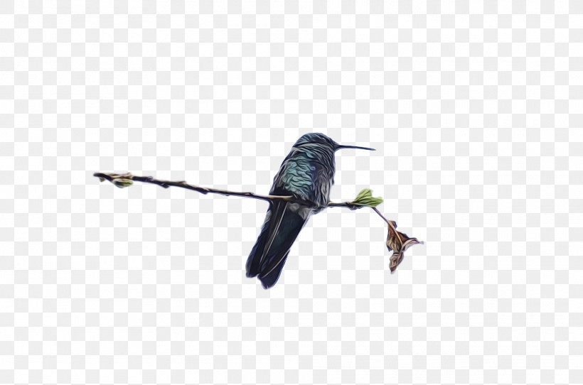 Hummingbird, PNG, 1920x1270px, Bird, Beak, Coraciiformes, Cuckoo, Cuculiformes Download Free