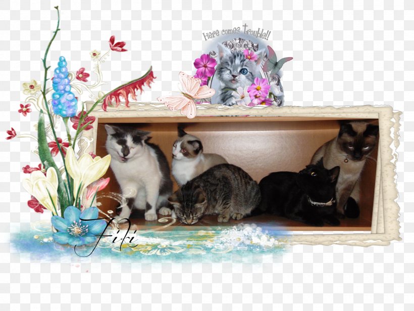 Kitten Whiskers Cat Picture Frames Fauna, PNG, 1600x1200px, Kitten, Carnivoran, Cat, Cat Like Mammal, Fauna Download Free
