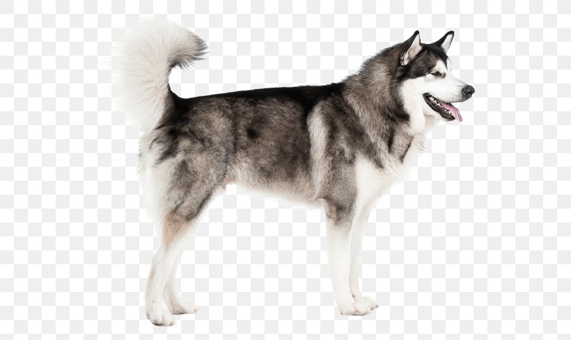 Miniature Siberian Husky Canadian Eskimo Dog Tamaskan Dog Sakhalin Husky Alaskan Malamute, PNG, 567x489px, Miniature Siberian Husky, Alaskan Klee Kai, Alaskan Malamute, Ancient Dog Breeds, Canadian Eskimo Dog Download Free