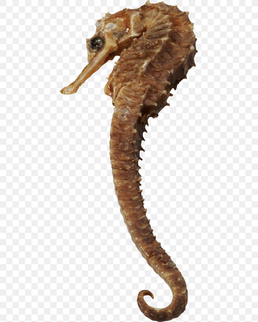 Short-snouted Seahorse Clip Art, PNG, 440x1024px, Shortsnouted Seahorse, Dia, Digital Image, Google Docs, Information Download Free