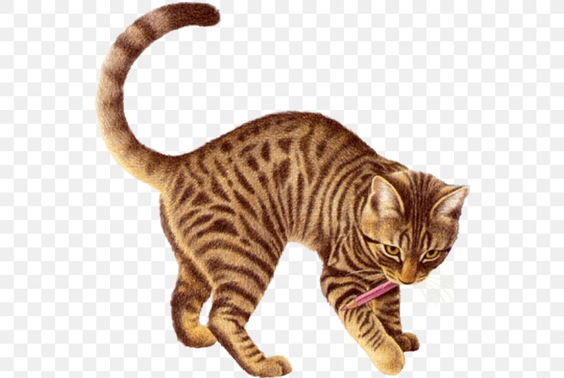 Animated Film Name Giphy, PNG, 550x550px, Animated Film, American Shorthair, Animaatio, Asian, Bengal Download Free
