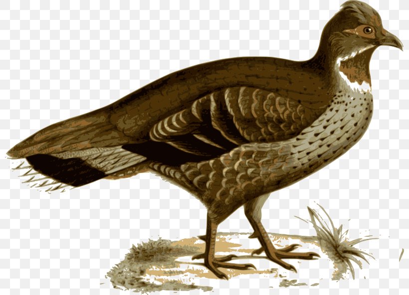 Duck Pheasant Bird Galliformes Feather, PNG, 800x593px, Duck, Beak, Bird, Ducks Geese And Swans, Fauna Download Free