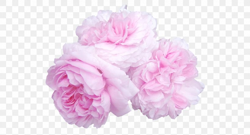 Cabbage Rose Garden Roses Cut Flowers Pink, PNG, 985x533px, Cabbage Rose, Artificial Flower, Cut Flowers, Floral Design, Floribunda Download Free