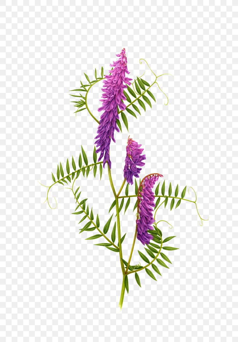 Chelsea Flower Show Floral Design Plant Illustration, PNG, 800x1178px, Chelsea Flower Show, Abziehtattoo, Behance, Botanical Illustration, Branch Download Free