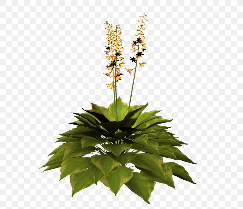 Cut Flowers Flowerpot Herb Flowering Plant, PNG, 600x706px, Cut Flowers, Flower, Flowering Plant, Flowerpot, Herb Download Free