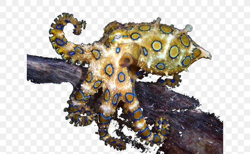 Southern Blue-ringed Octopus Blue Glaucus Cephalopod Ocean, PNG, 644x507px, Octopus, Blue Glaucus, Blueringed Octopus, Cephalopod, Gastropods Download Free