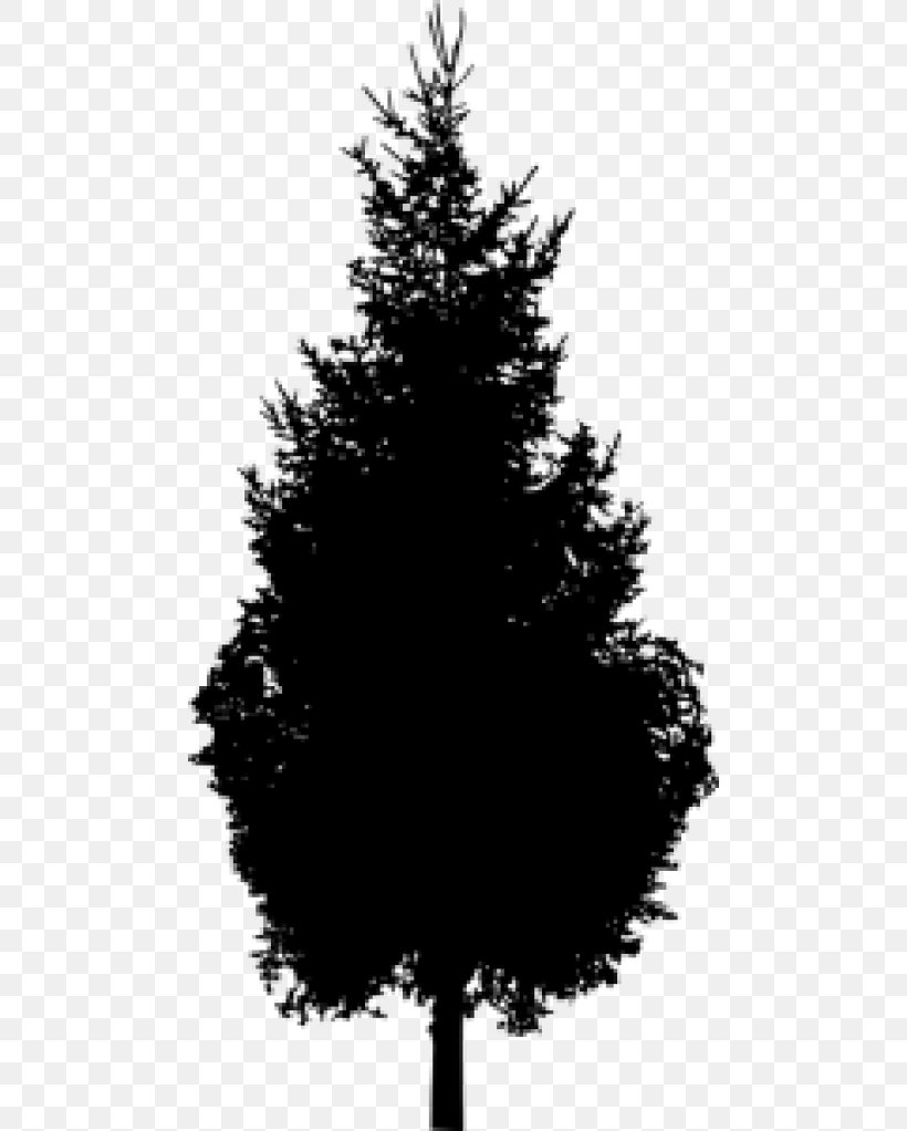 Spruce Pine Silhouette Black And White, PNG, 480x1022px, Spruce, Austral Pacific Energy Png Limited, Black And White, Bonsai, Branch Download Free