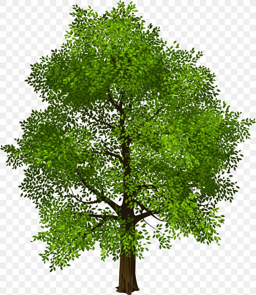 Vector Graphics Tree Clip Art Design, PNG, 4309x4964px, Tree, Broadleaved Tree, Flower, Flowering Plant, Grass Download Free