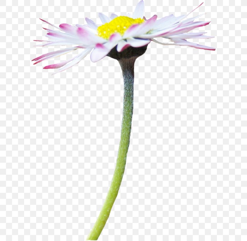 Cut Flowers Oxeye Daisy Tripleurospermum Inodorum Chamomile Flowering Plant, PNG, 614x800px, Cut Flowers, Chamomile, Chrysanthemum, Common Daisy, Daisy Family Download Free