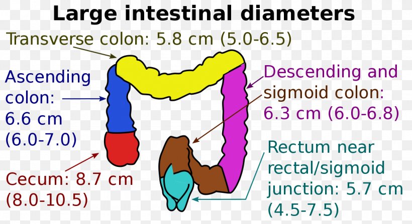 Large Intestine Descending Colon Small Intestine Cecum Ascending Colon, PNG, 1280x698px, Watercolor, Cartoon, Flower, Frame, Heart Download Free