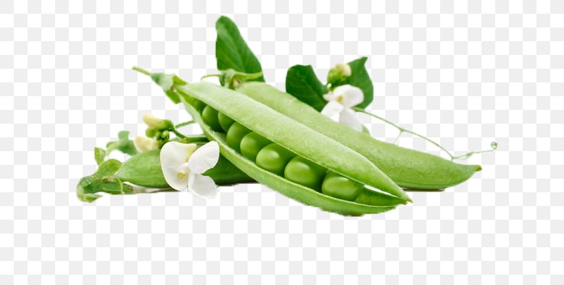 Snow Pea Vegetable Fruit Wallpaper, PNG, 658x415px, Snow Pea, Bean, Common Bean, Cucumber, Food Download Free