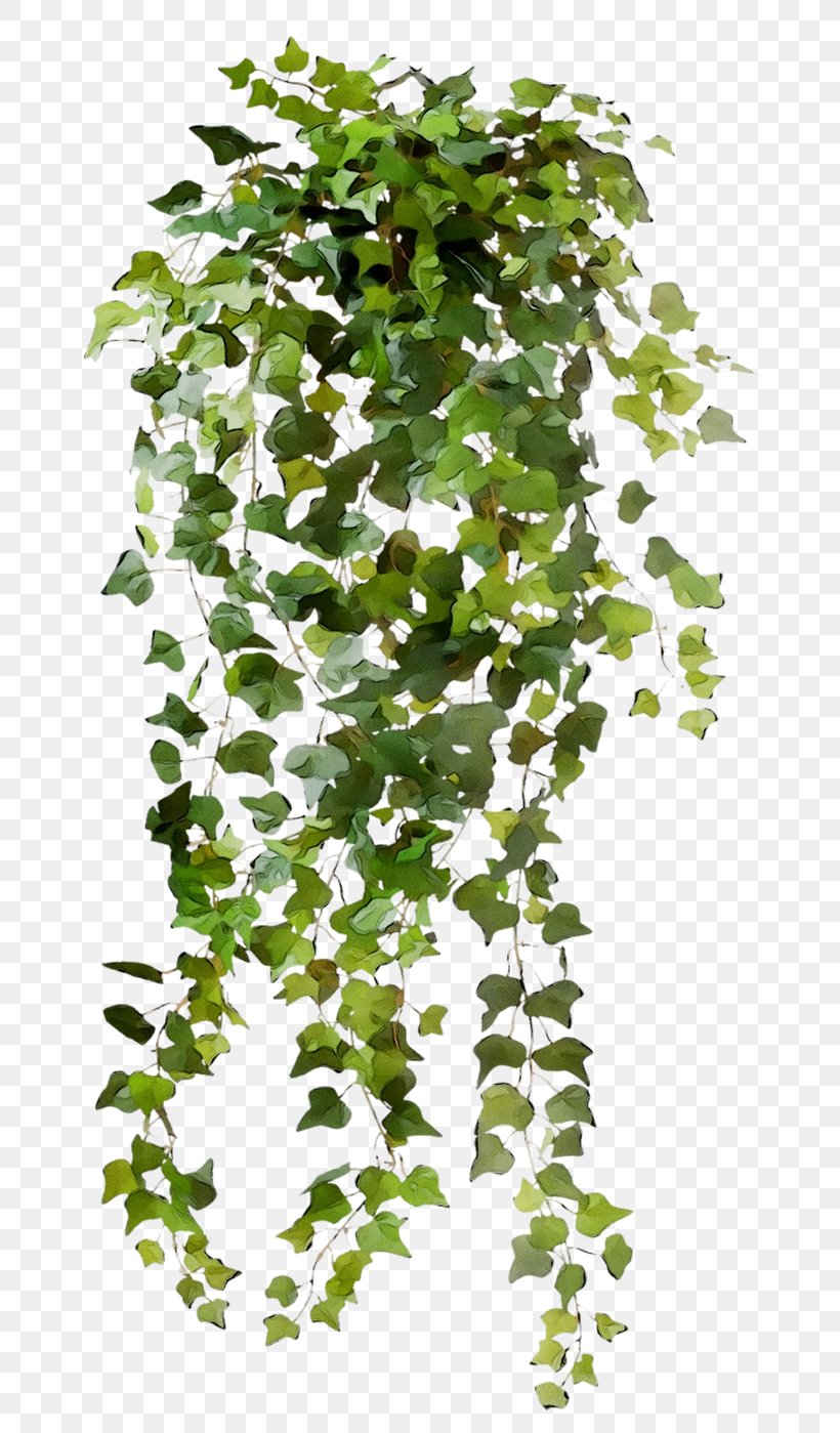 Vine Clip Art Common Ivy Image, PNG, 727x1399px, Vine, Art, Branch, Common Ivy, Flower Download Free