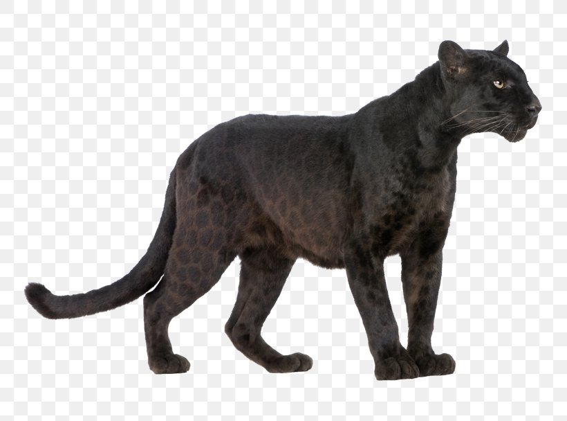 Black Panther Jaguar Cheetah Cougar Royalty-free, PNG, 777x608px, Black Panther, Amur Leopard, Animal Figure, Big Cats, Black Download Free