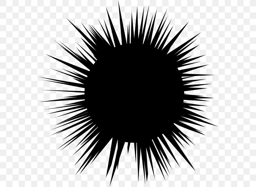 Sea Urchin Drawing Hedgehog Clip Art, PNG, 576x600px, Sea Urchin, Animal, Black, Black And White, Close Up Download Free