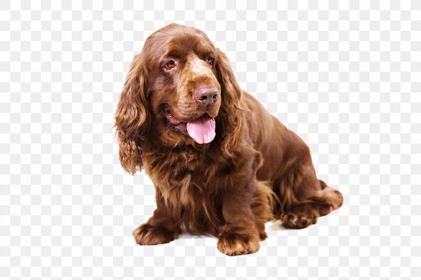 Sussex Spaniel Clumber Spaniel English Cocker Spaniel English Springer Spaniel Cavalier King Charles Spaniel, PNG, 1170x780px, Sussex Spaniel, American Cocker Spaniel, American Kennel Club, Boykin Spaniel, Breed Download Free