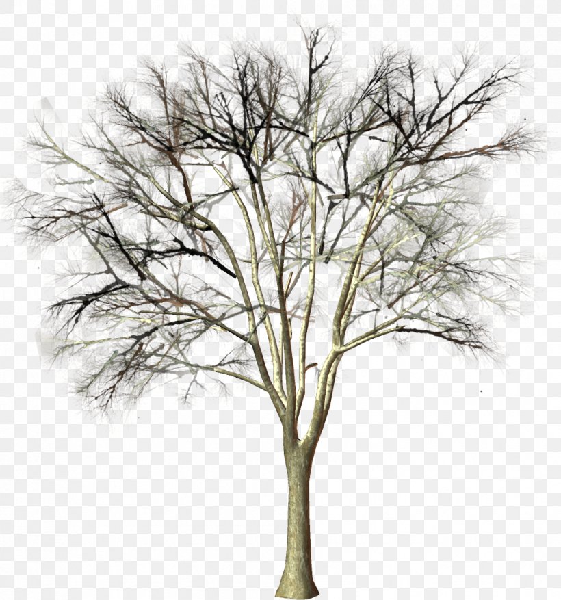 Tree Branch Woody Plant Clip Art, PNG, 1008x1079px, Tree, Albom, Author, Black And White, Branch Download Free