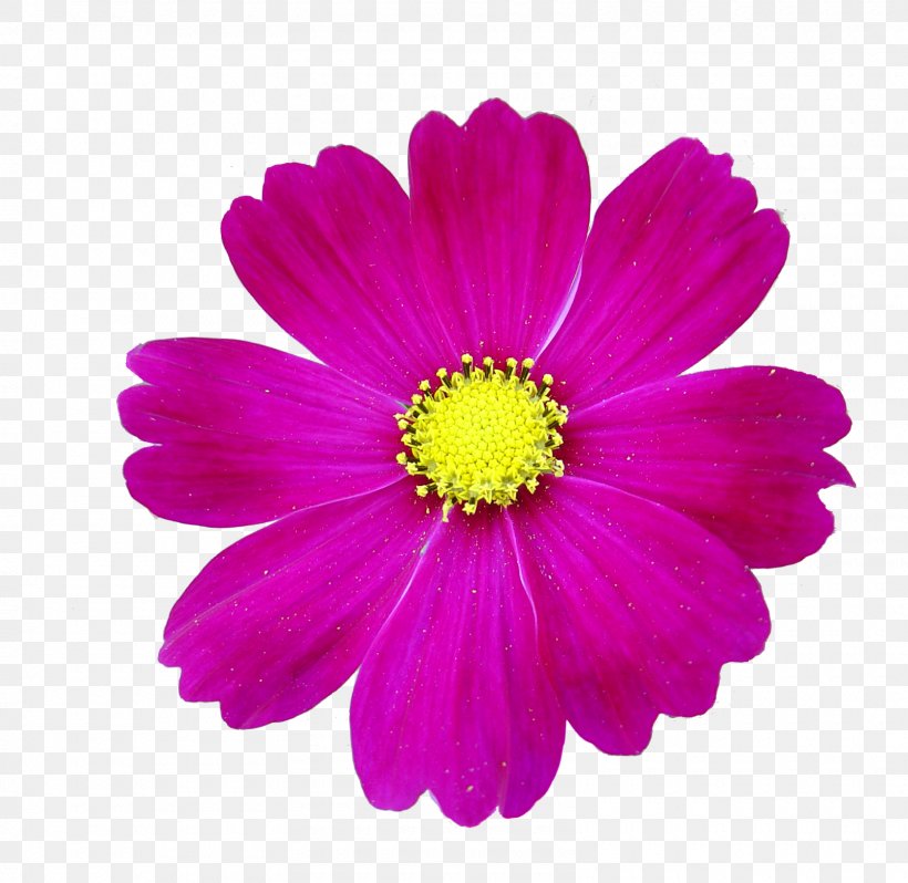 Animation Flower Photography, PNG, 1600x1558px, Animation, Albom, Annual Plant, Aster, Chrysanths Download Free