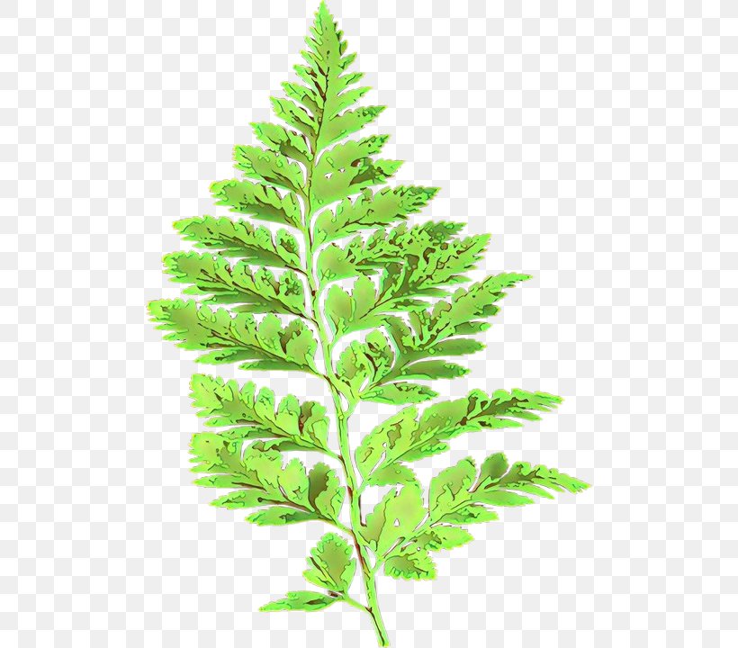 Barnsley Fern Leaf Plants Vascular Plant, PNG, 496x720px, Fern, Barnsley Fern, Botany, Curry Tree, Ferns And Horsetails Download Free