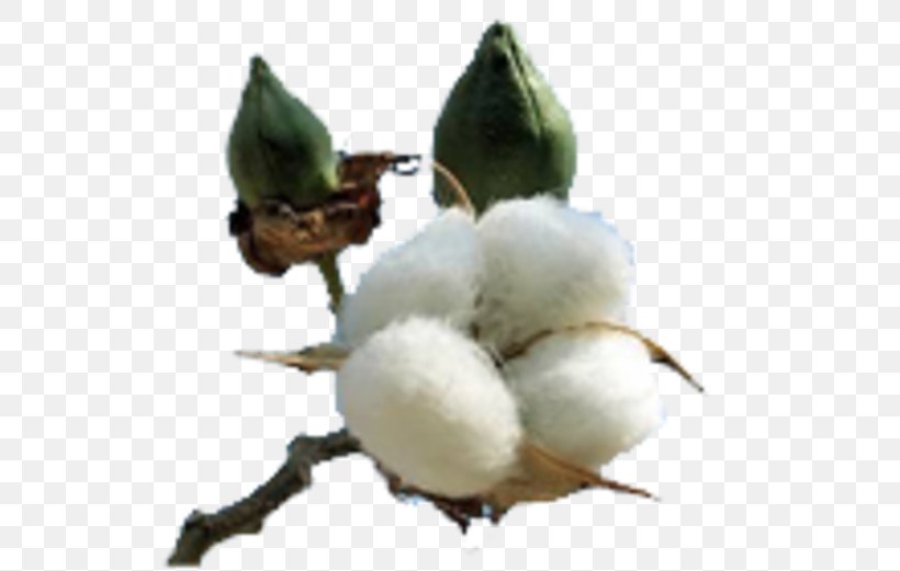 Cotton Plant Gossypium Hirsutum Textile Fiber, PNG, 670x521px, Cotton, Agriculture, Beak, Bird, Branch Download Free