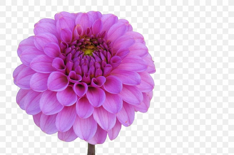 Dahlia Flower Garden Pink Flowers Cut Flowers, PNG, 1280x853px, Dahlia, Annual Plant, Blossom, Chrysanths, Common Daisy Download Free