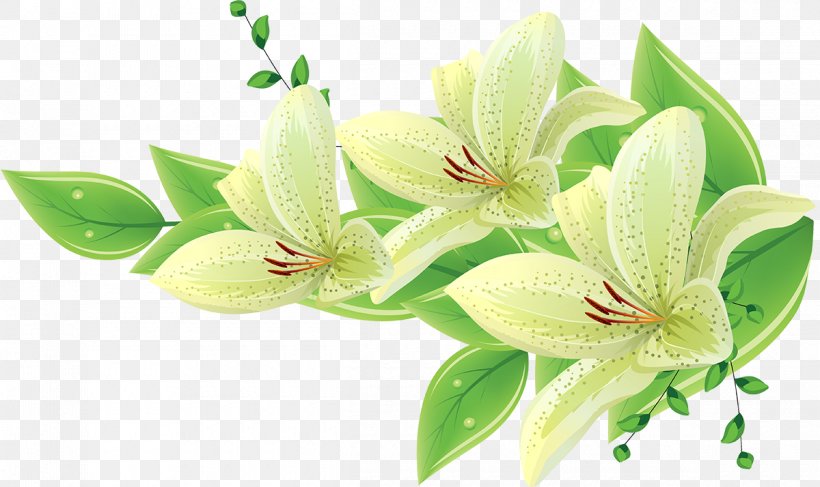 Botanical, PNG, 1200x714px, Flower, Cdr, Cut Flowers, Floral Design, Flowering Plant Download Free