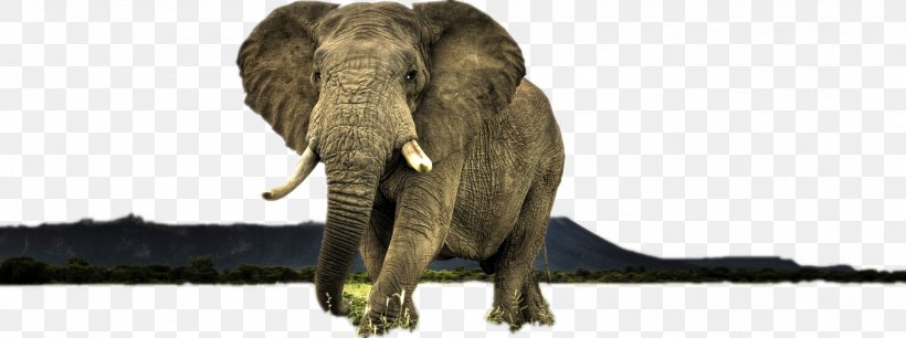 High-definition Television Display Resolution High-definition Video Wildlife Wallpaper, PNG, 1918x716px, 4k Resolution, Highdefinition Television, African Elephant, Animal, Animal Figure Download Free