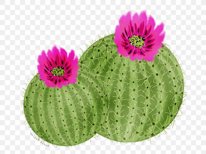 Pink Flower Cartoon, PNG, 3264x2448px, Watercolor, Cactus, Flower,  Flowering Plant, Flowerpot Download Free