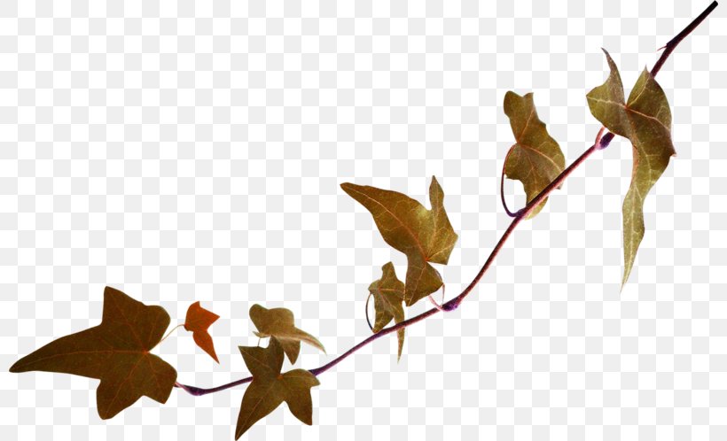 Twig Leaf Green Image, PNG, 800x498px, Twig, Branch, Color, Flora, Flower Download Free