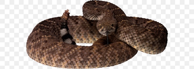 Western Diamondback Rattlesnake Vipers, PNG, 600x294px, Snake, Boa Constrictor, Boas, Crotalus Durissus, Eastern Diamondback Rattlesnake Download Free