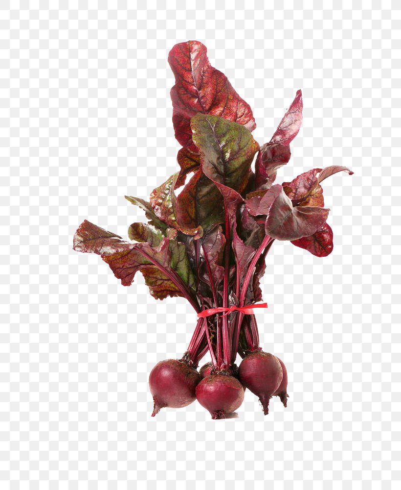 Beetroot Vegetable Common Beet, PNG, 665x1000px, Sugar Beet, Beetroot, Common Beet, Depositphotos, Food Download Free